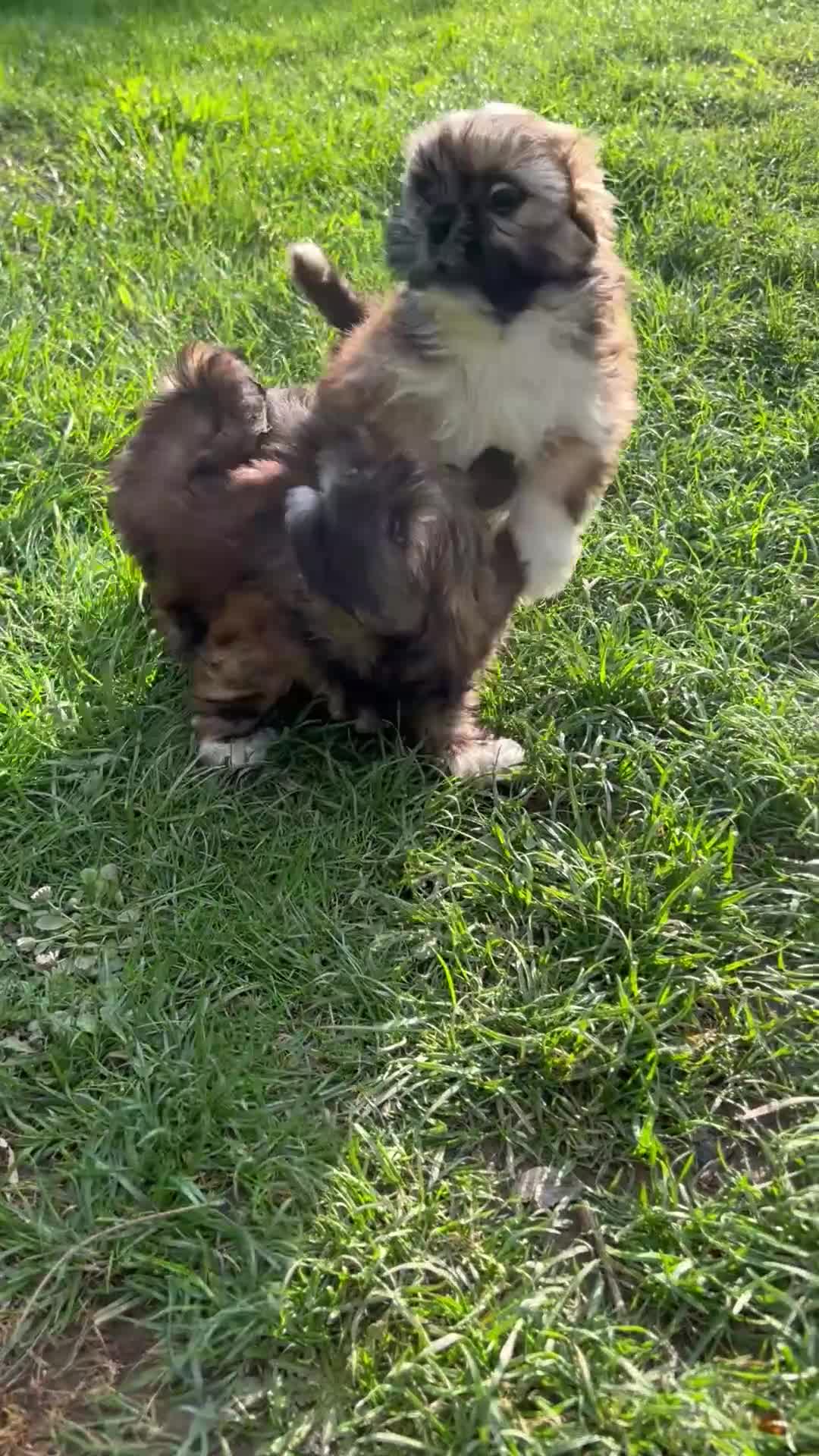 Lhasa Apso dogs for sale: Lhasa apso puppies  - Video 2