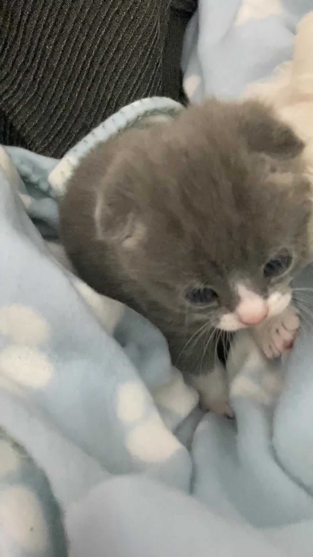 Scottish Fold cats for sale: Scottish Fold kittens for sale  - Video 1