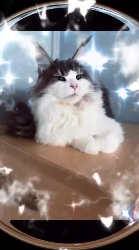 Maine Coon cats for sale: Maine Coon Girl - Video 1