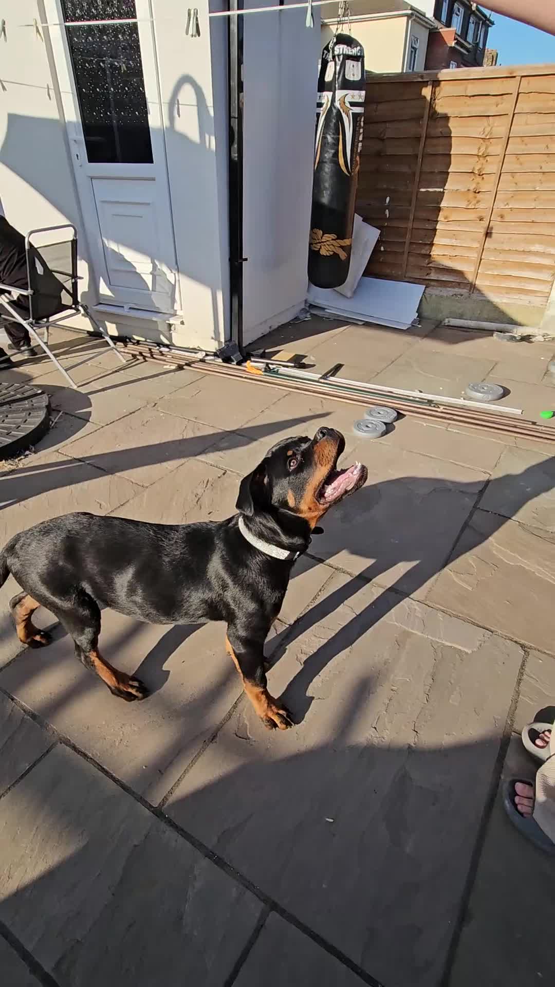 Rottweiler dogs for sale: Stunning Pure Breed Male Rottweiler Puppy - Video 1