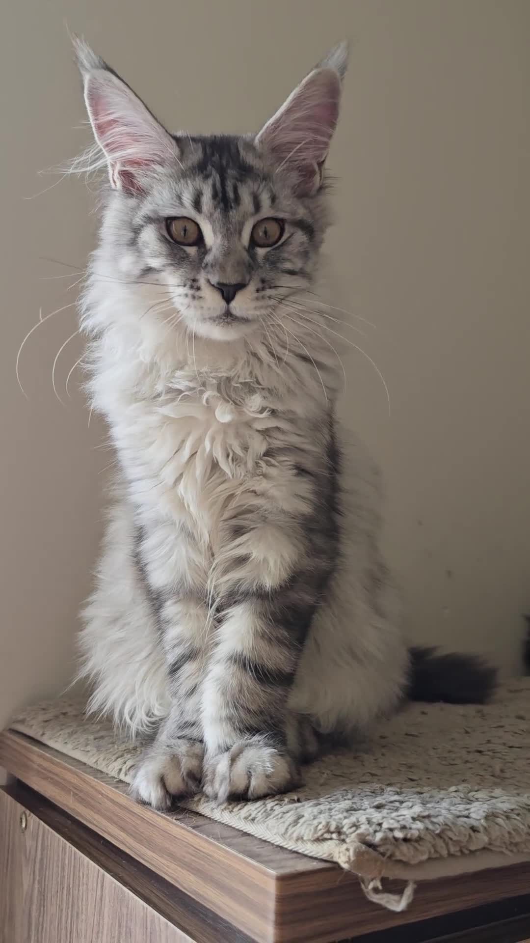 Maine Coon cats for sale: Maine Coon kittens  - Video 3