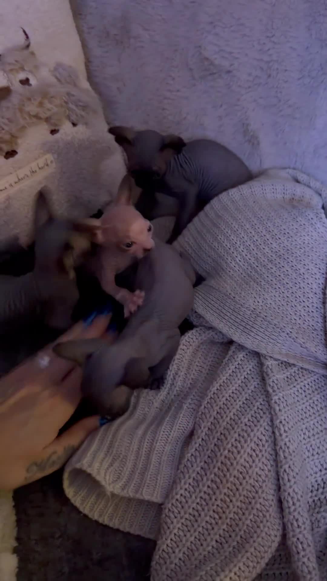 Sphynx cats for sale: 💙🩷 gorgeous sphynx baby’s 🩷💙 1 girl back up  - Video 1