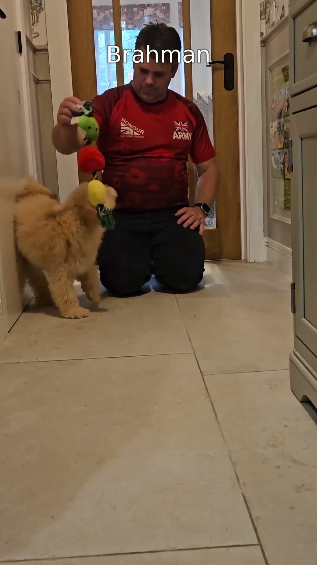 Mini Goldendoodle dogs for sale: F2B MINIATURE GOLDENDOODLE 🐾 FULLY VACCINATED ❤️ in Malmesbury - Video 1