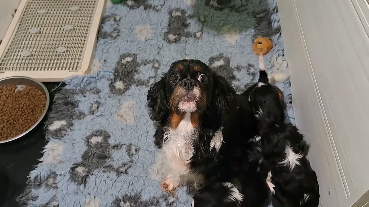 Cavalier King Charles Spaniel dogs for sale: Beautiful Tri-Colour Cavalier King Charles Puppies - Video 1