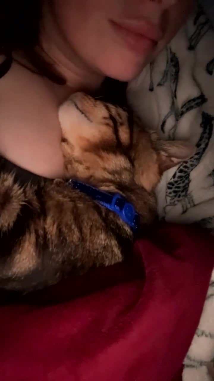 Mixed Breed cats for sale: Friendly and loving cat - Video 2