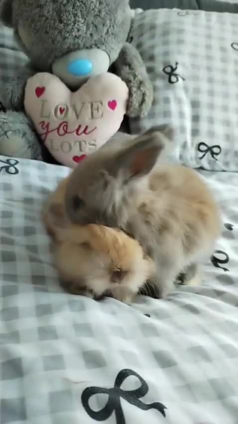 Angora rabbits for sale: Little Angora Girl for Sale with full set up  - Video 1