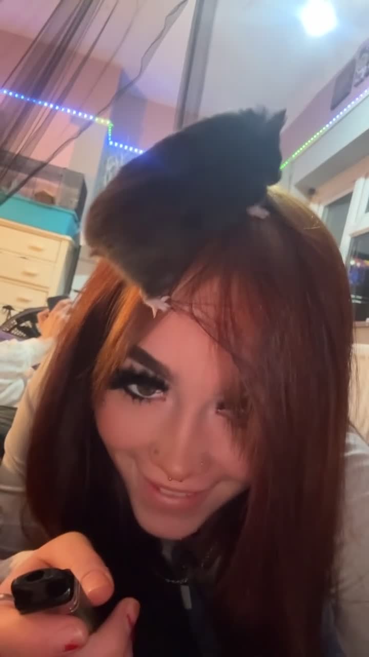 Hamster rodents for sale: Male/female hamster  - Video 3