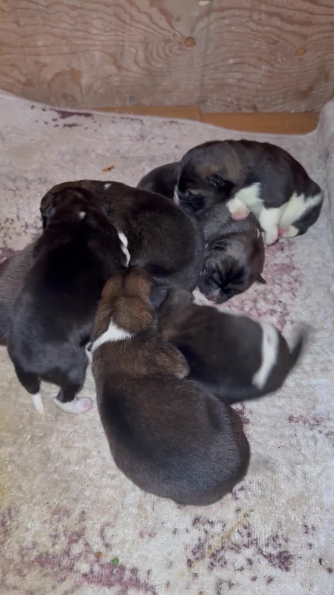 Akita dogs for sale: 🐶🐾🐶🐾 Beautiful Kc reg Akita puppies 🐾🐶 - Video 2