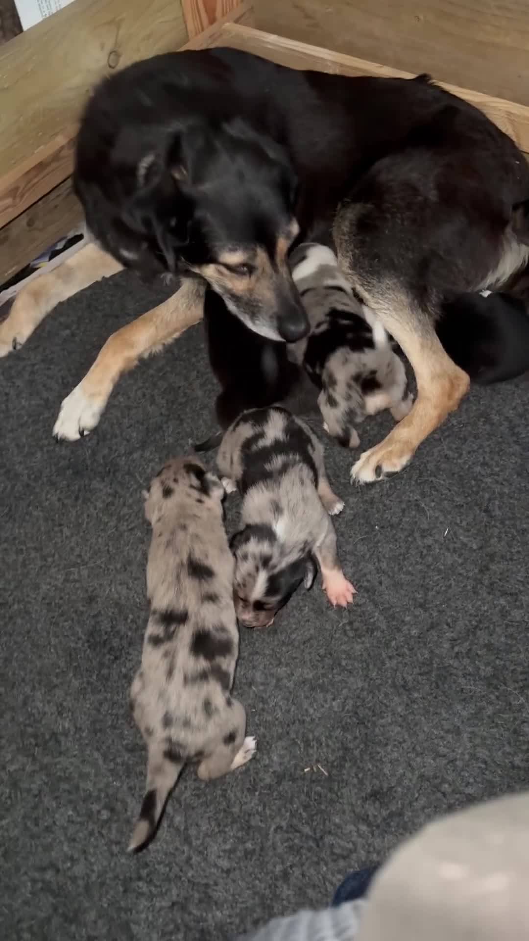 Mixed Breed dogs for sale: Blue Merle collie x Huntaway /collie pups - Video 1