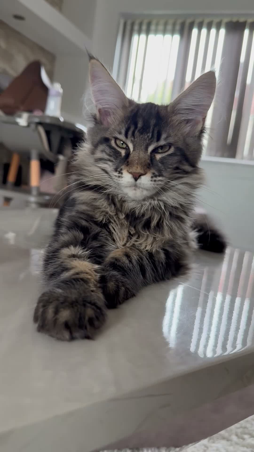 Maine Coon cats for sale: XL Russian Cubs 💙 - Video 1