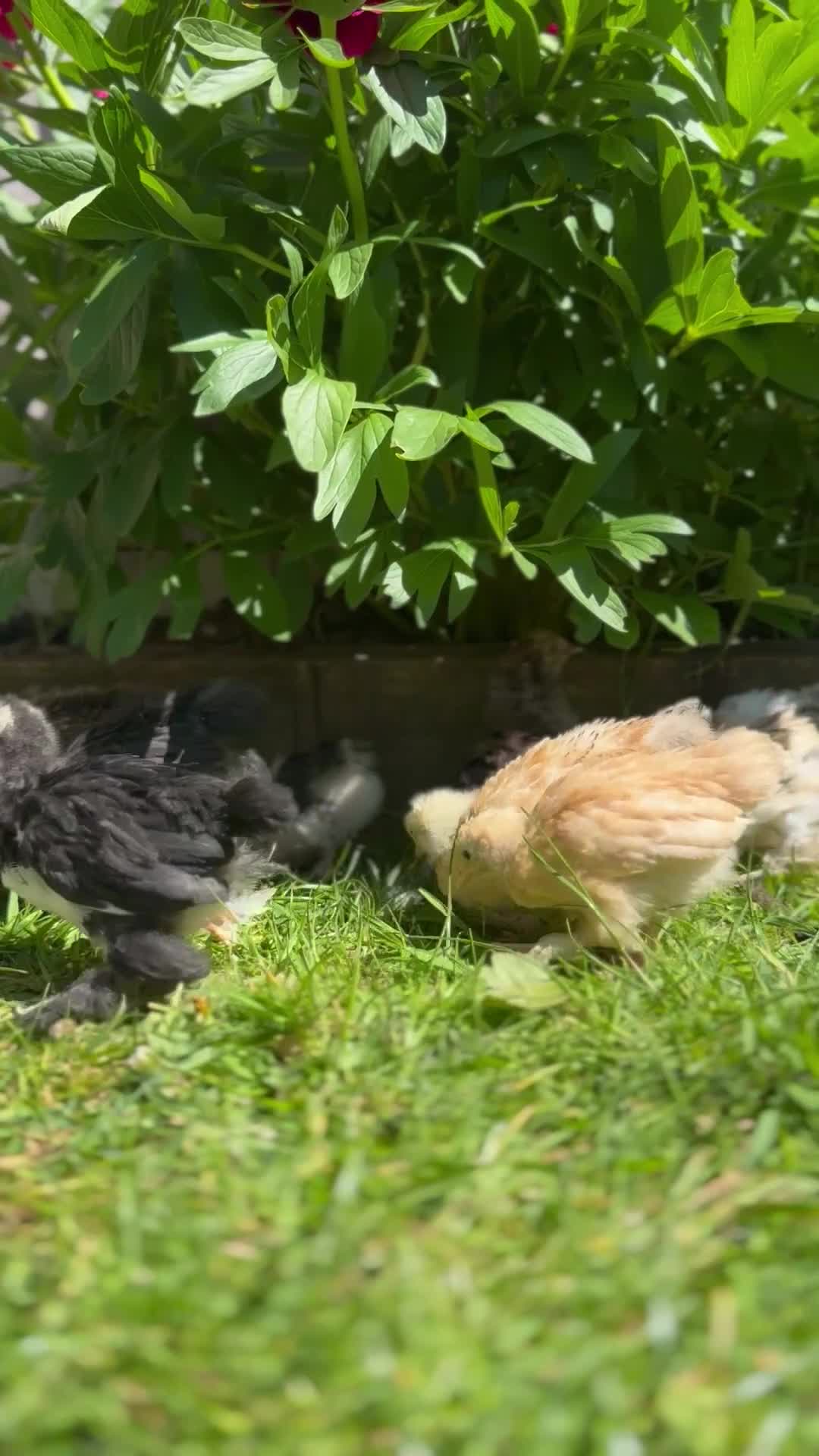 Chickens poultry for sale: Pekin Bantam Chicks  in Nottingham - Video 1