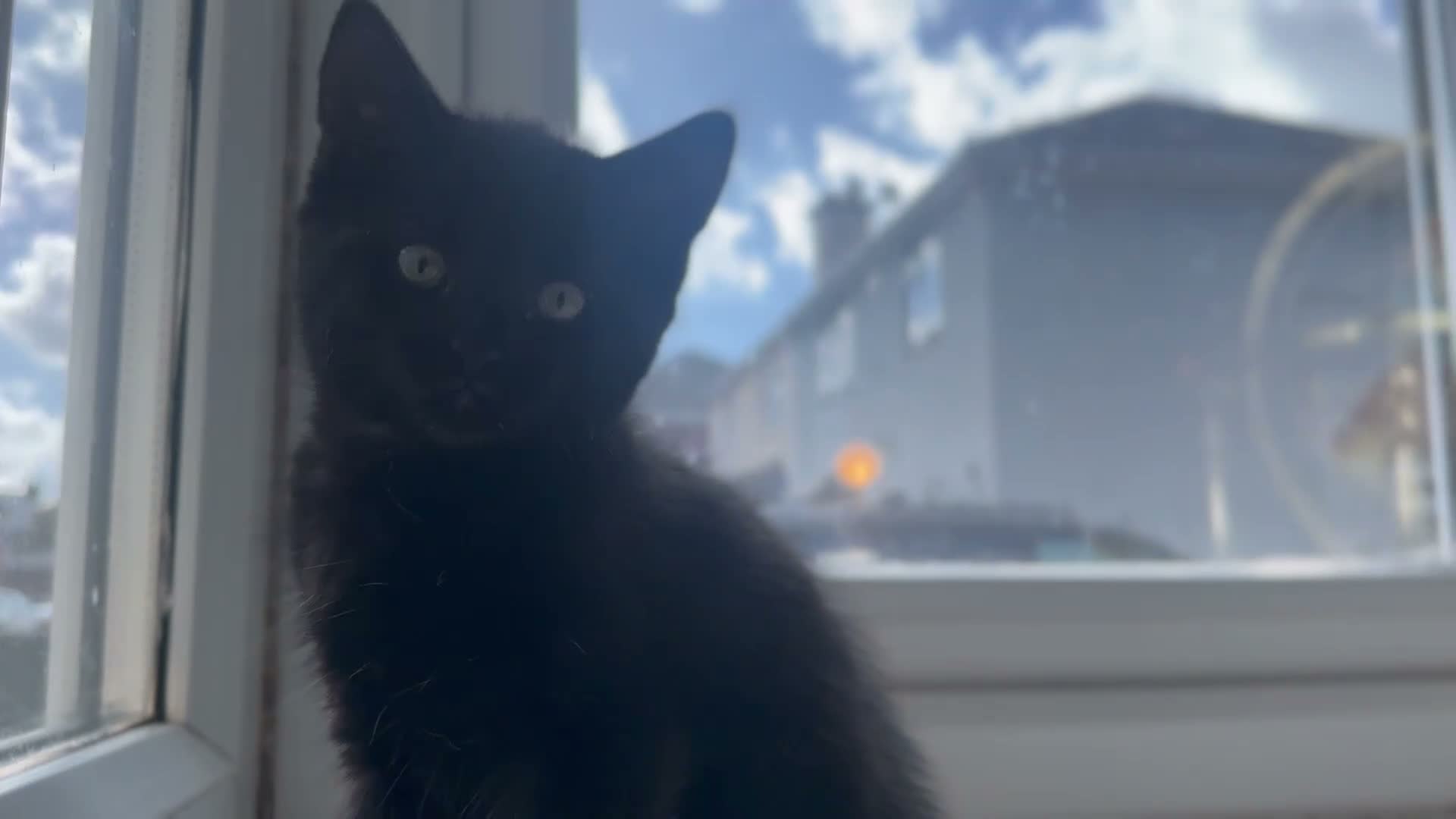 Mixed Breed cats for sale: Beautiful litter domestic short haired kittens - Video 1