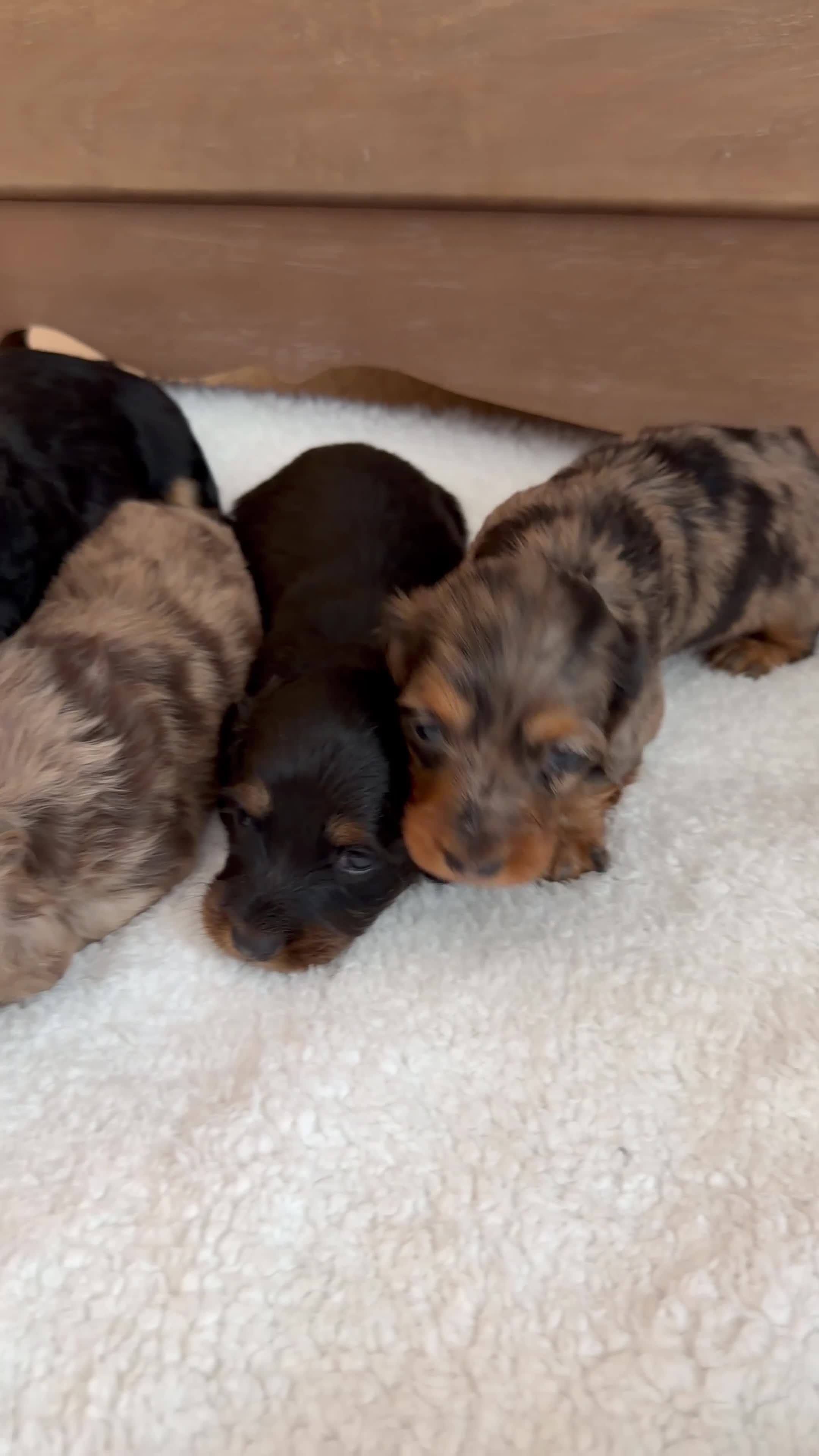 Miniature Dachshund dogs for sale: KC Long Haired Miniature Dachshund Puppies - Video 1