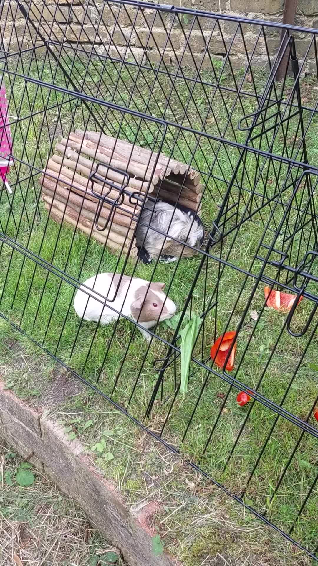 Guinea Pig rodents for sale: 2 x 2 year old beautiful girl piggies  - Video 1