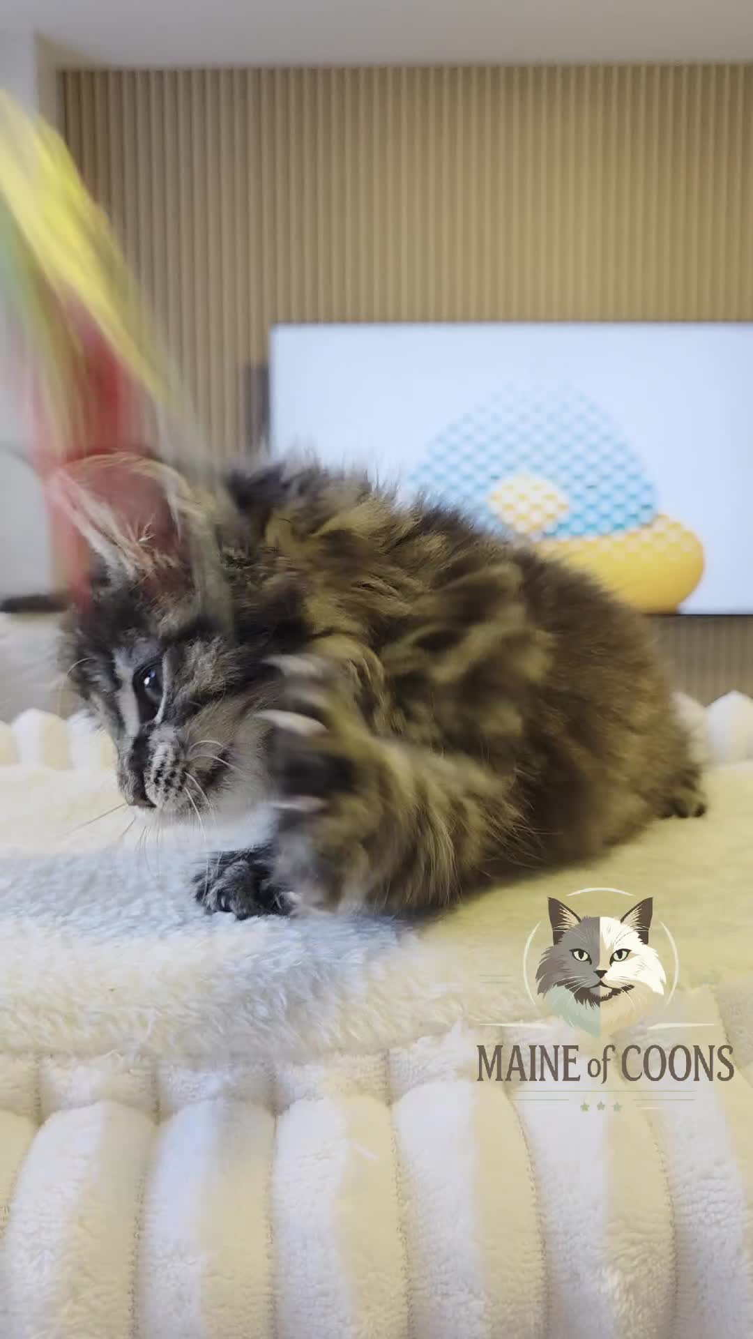 Maine Coon cats for sale: Maine coon kittens - Video 2