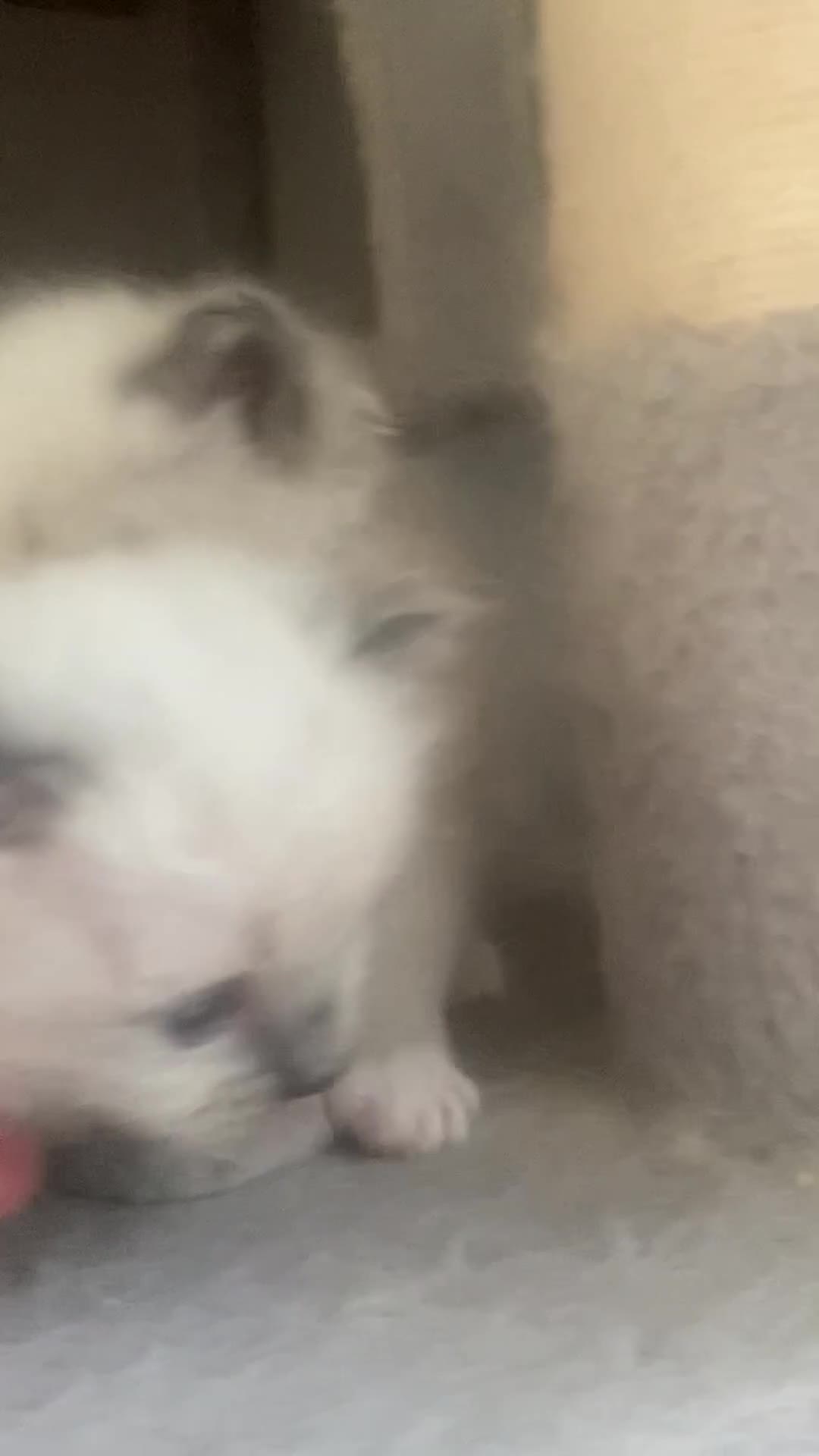 Ragdoll cats for sale: Ragdoll Kittens - Video 1
