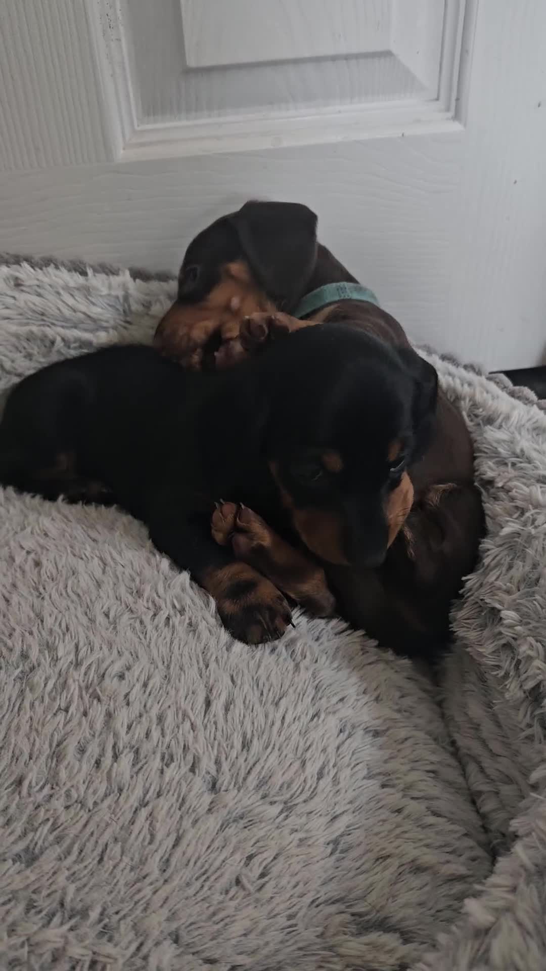 Dachshund dogs for sale: Miniature Dachsunds ready 2/9 - Video 1