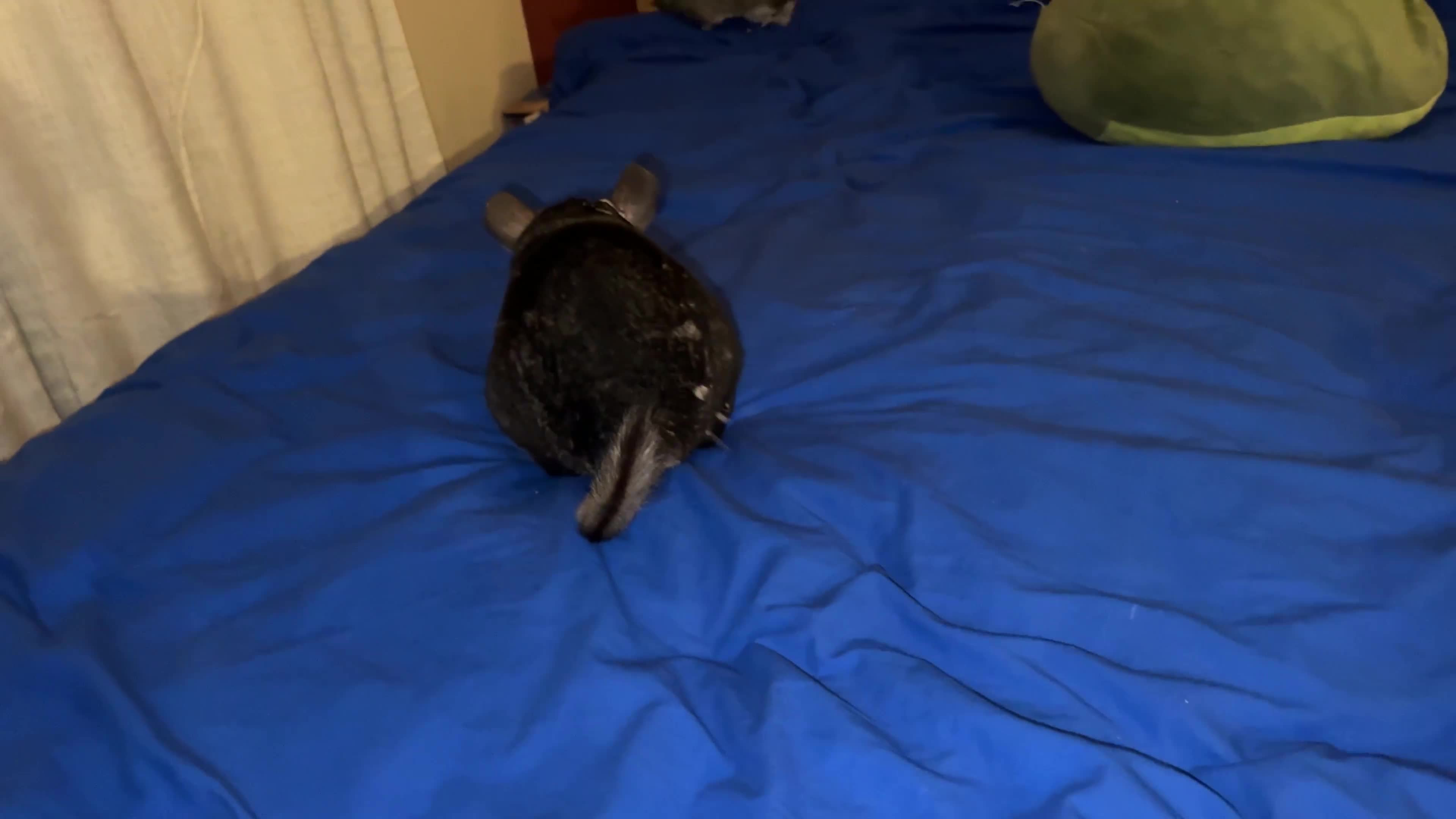 Chinchilla rodents for sale: Chinchillas Females for sale  - Video 1