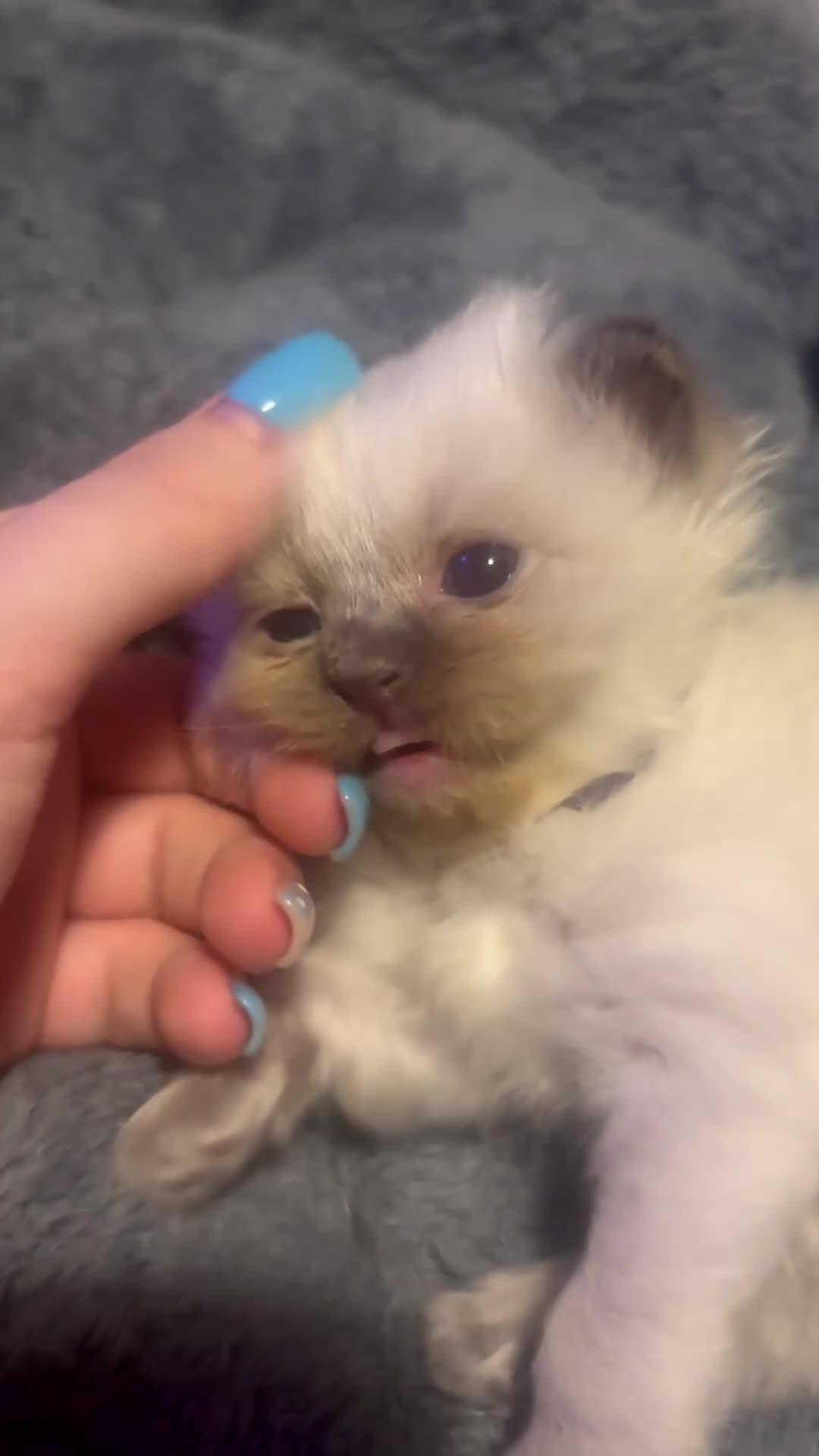 Ragdoll cats for sale: Ragdoll bundle of joys. - Video 2