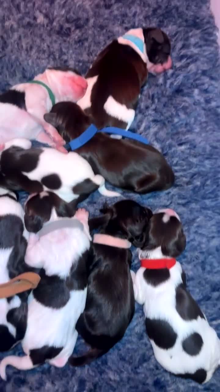 Sprocker dogs for sale: Sprocker spaniel puppies  - Video 2