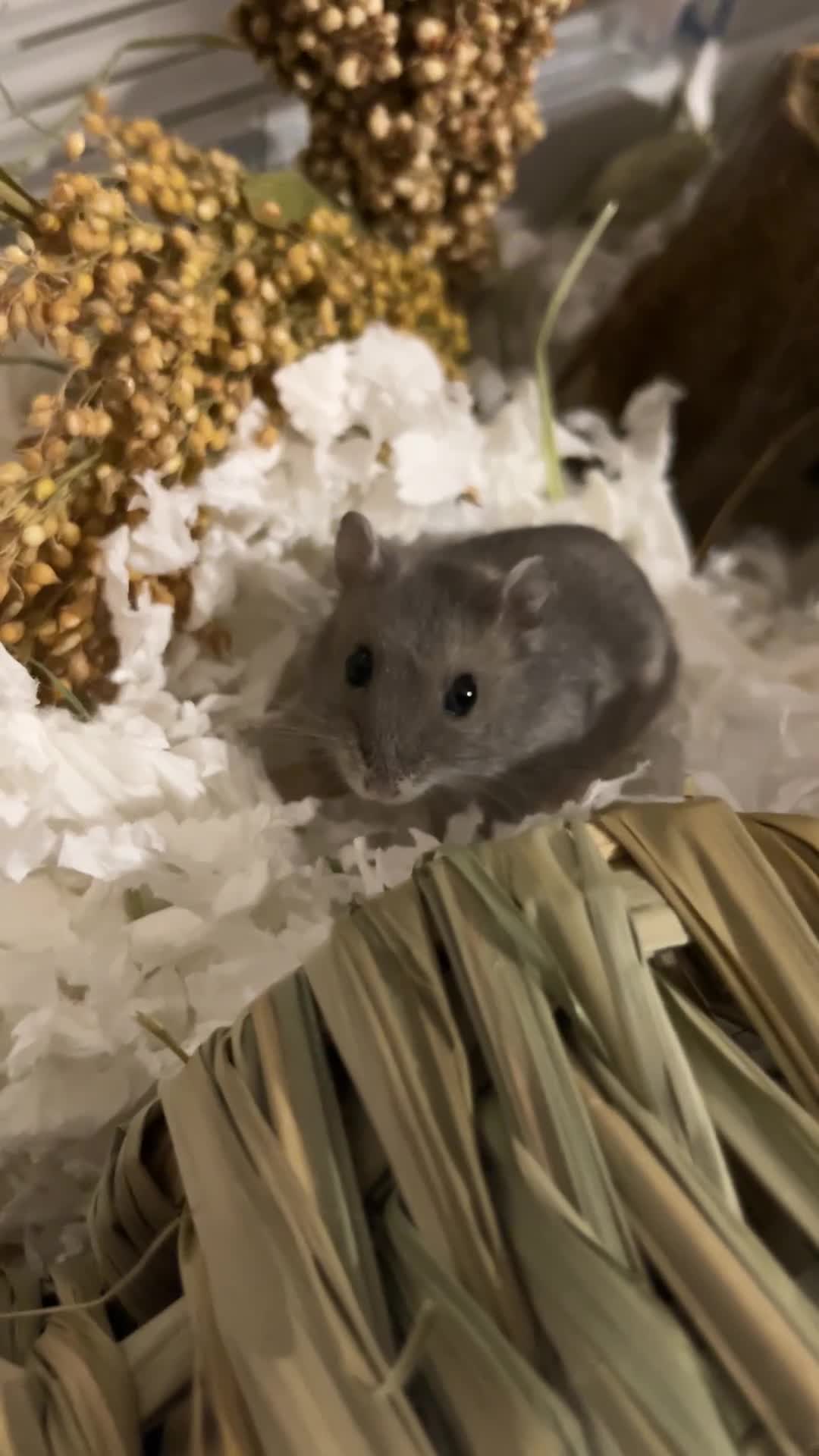 Hamster rodents for sale: Russian Dwarf Hamster Male 12 weeks - Video 1