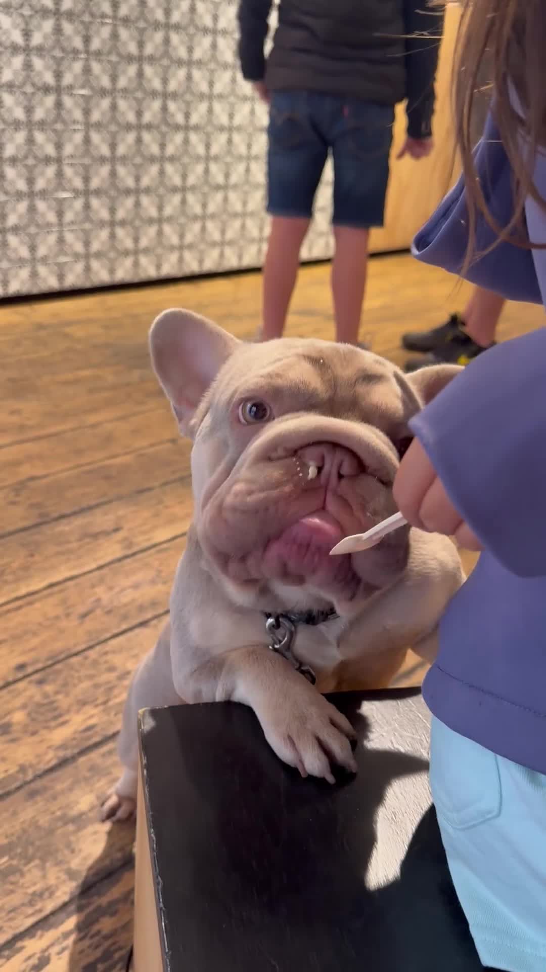 French Bulldog dogs for stud: Sharky  in Stevenage - Video 1
