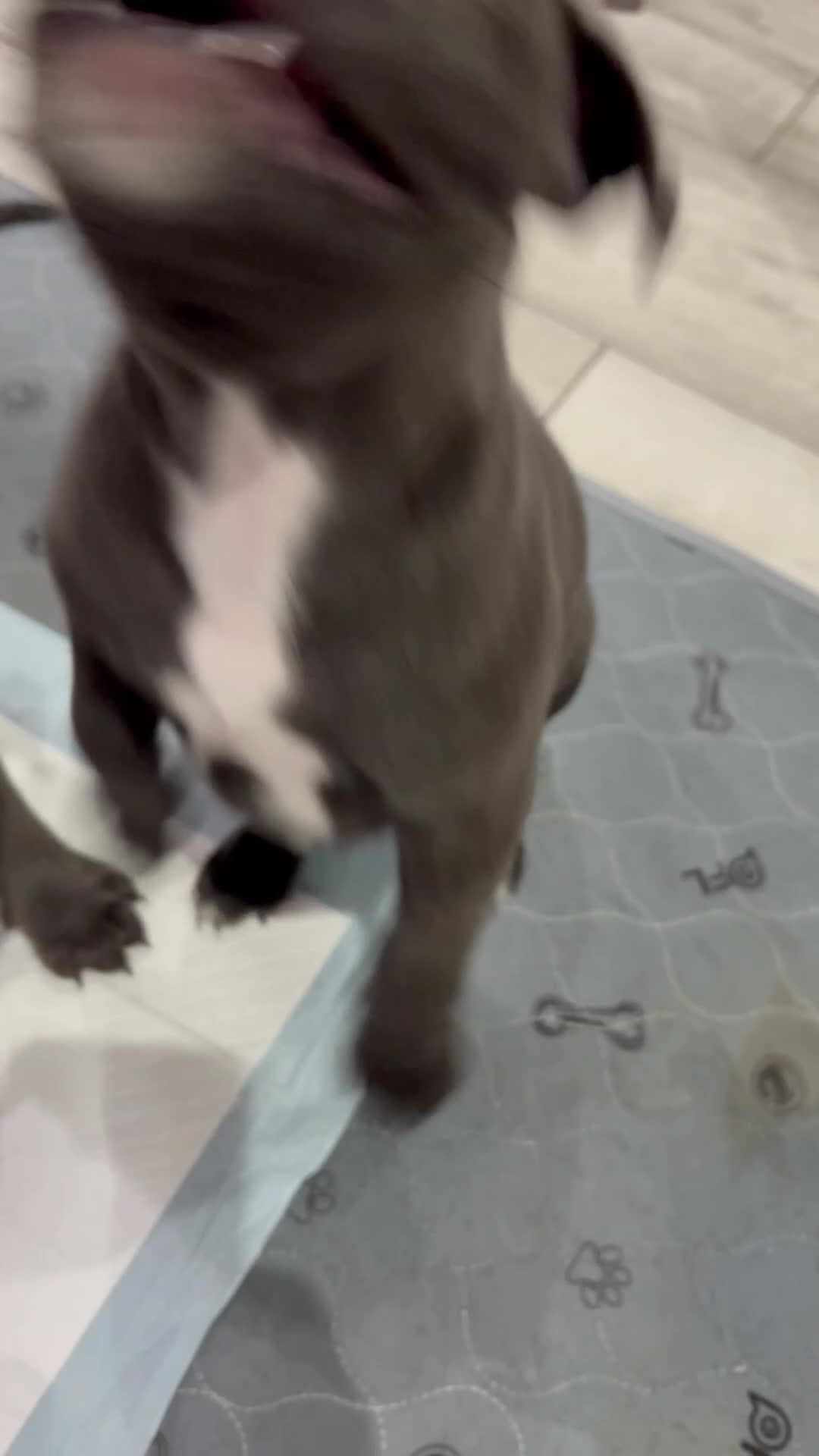 Staffordshire Bull Terrier dogs for sale: Dw Kc registered Blue Staffordshire Bull Terriers. - Video 5