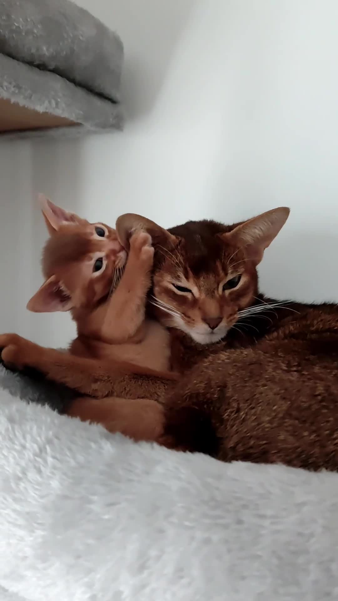 Abyssinian cats for sale: Beautiful abyssinian kitten! - Video 1