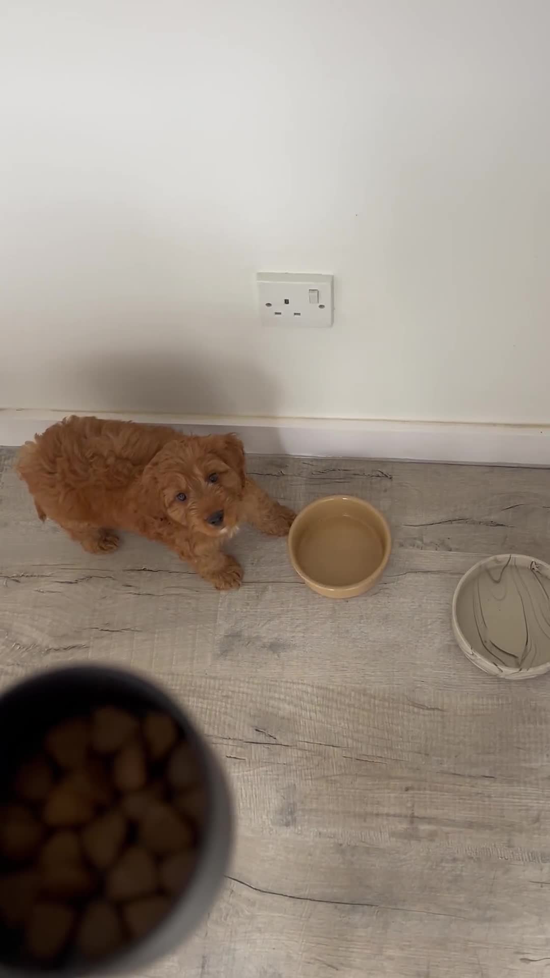 Cockapoo dogs for sale: Cockapoo F1 for sale  - Video 1