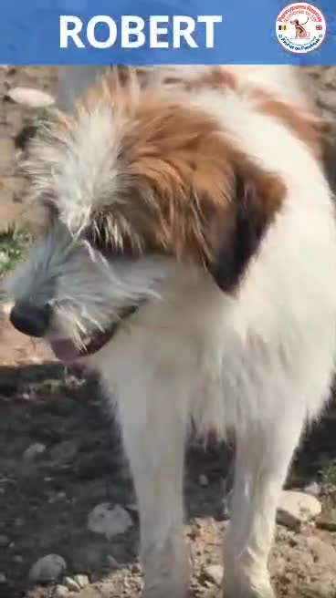 Mixed Breed dogs for adoption: 💝 YOUNG, SMALL AND CUTE ROBERT 🐾🐾NEEDS A FAMILY - Video 1