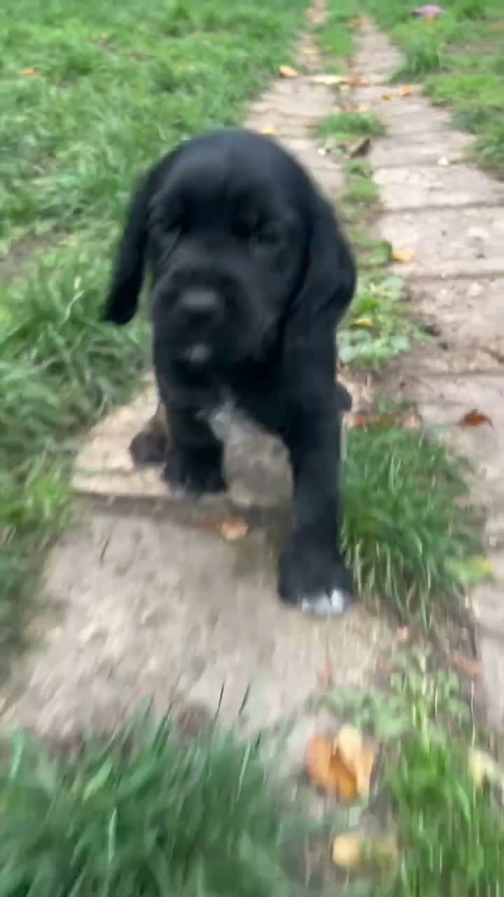 Cocker Spaniel dogs for sale: Gorgeous Schnocker puppies - Video 1
