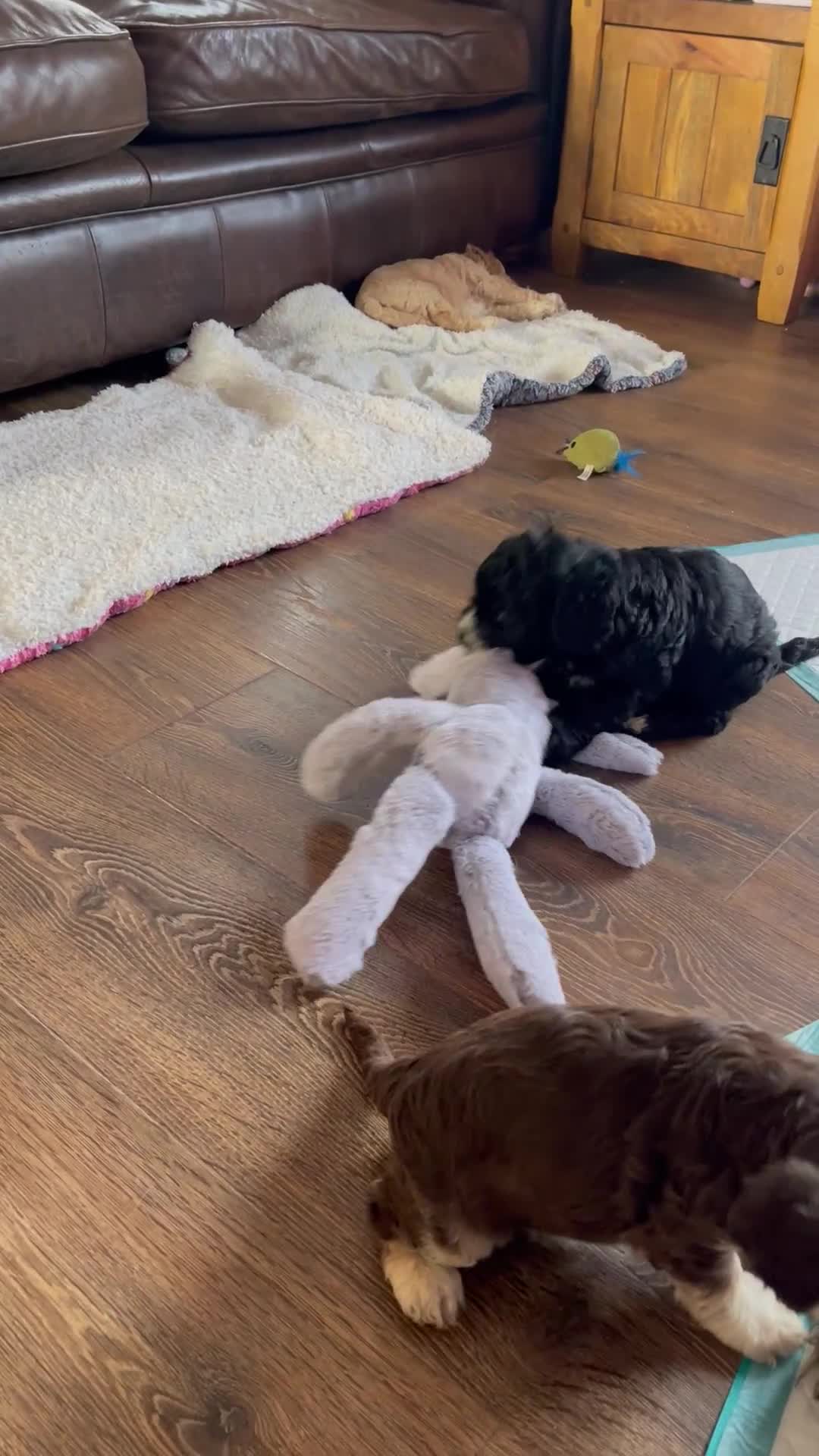 Cockapoo dogs for sale: Adorable F1 Cockerpoo puppies - Video 2
