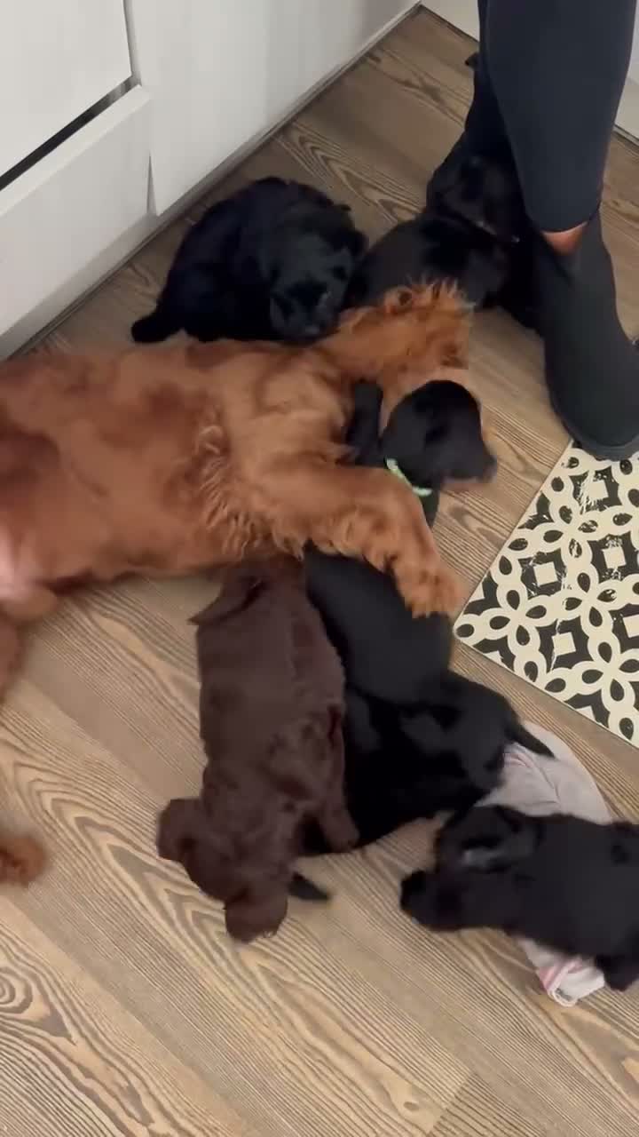 Mixed Breed dogs for sale: BEAUTIFUL COCKAPOO MIXED BREED PUPPIES in Wrexham - Video 1