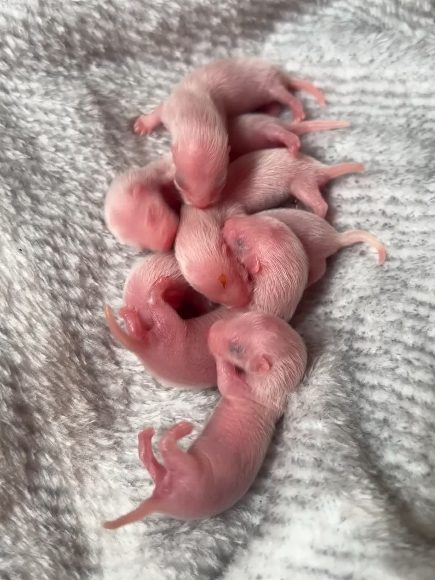 Ferret rodents for sale: Ferret kits for sale (reserve) - Video 4