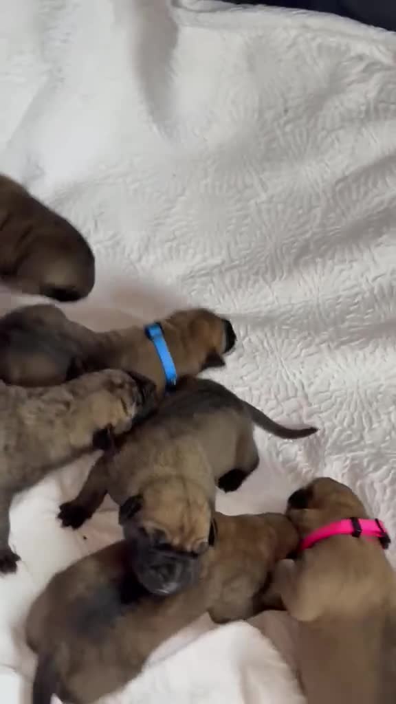 Presa Canario dogs for sale: Purebred Presa canario puppies for sale  - Video 4