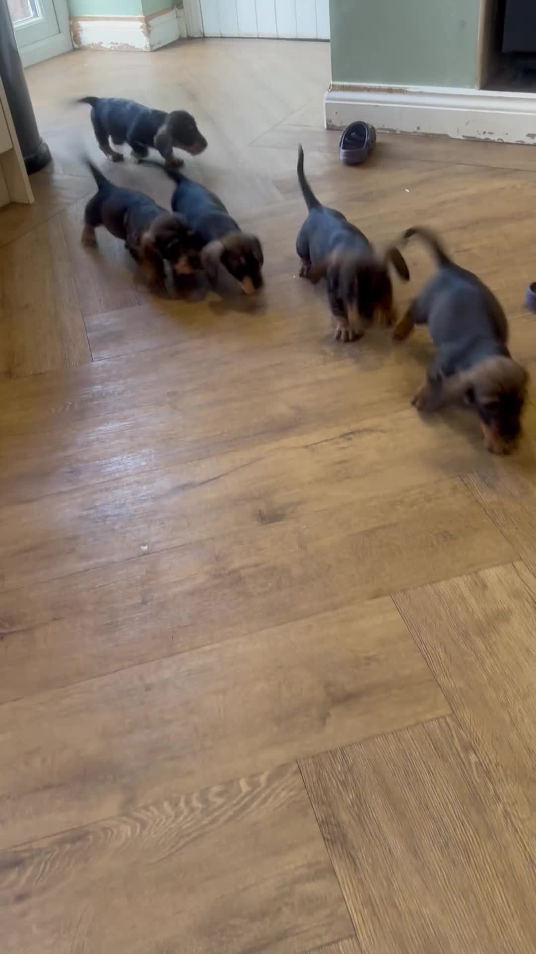 Dachshund dogs for sale: KC teckel/wirehaired dachshunds  - Video 1