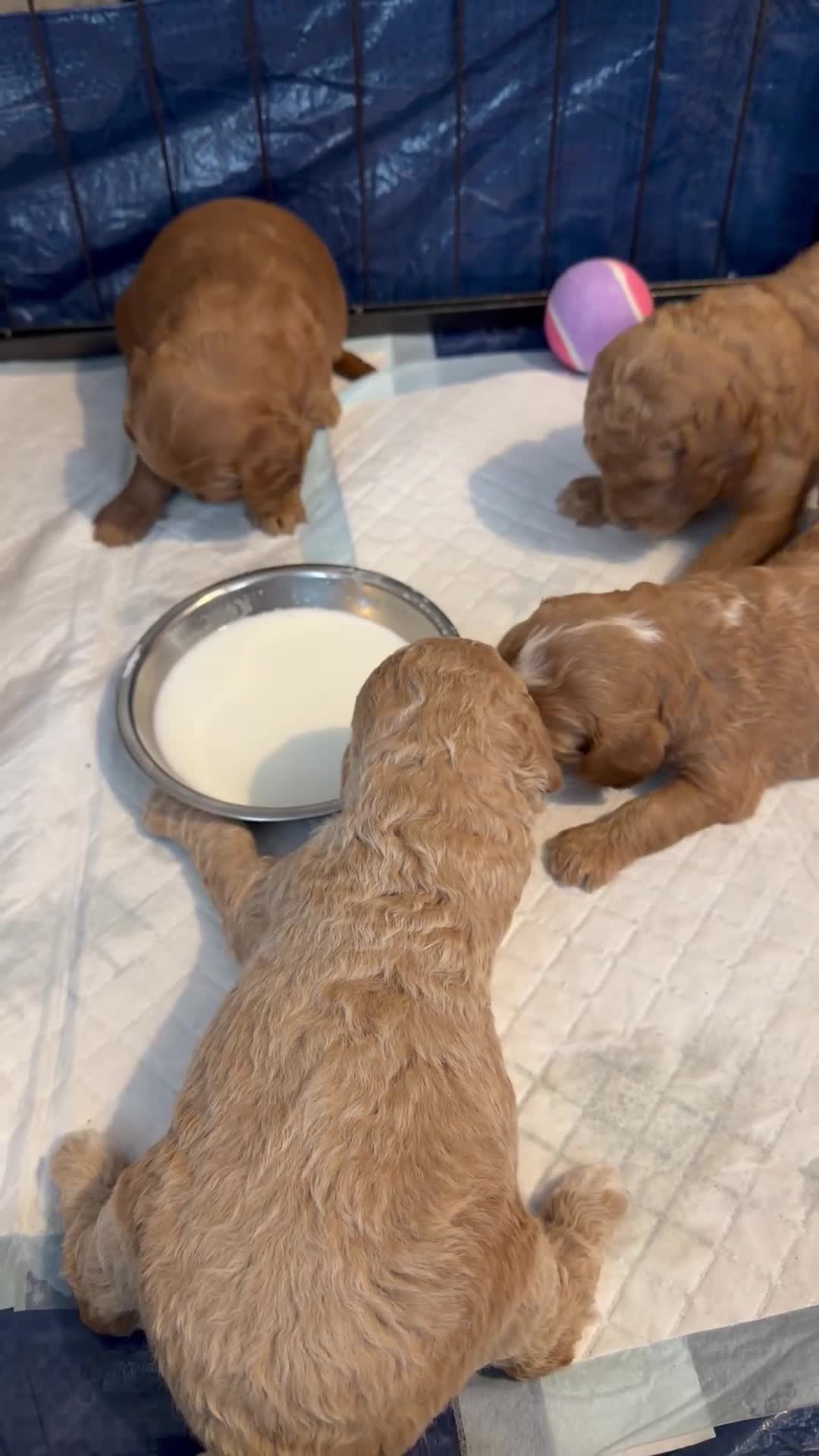 Goldendoodle dogs for sale: Beautiful Golden Doodle puppies 3 boys 3 girls  in Stoke-on-Trent - Video 3