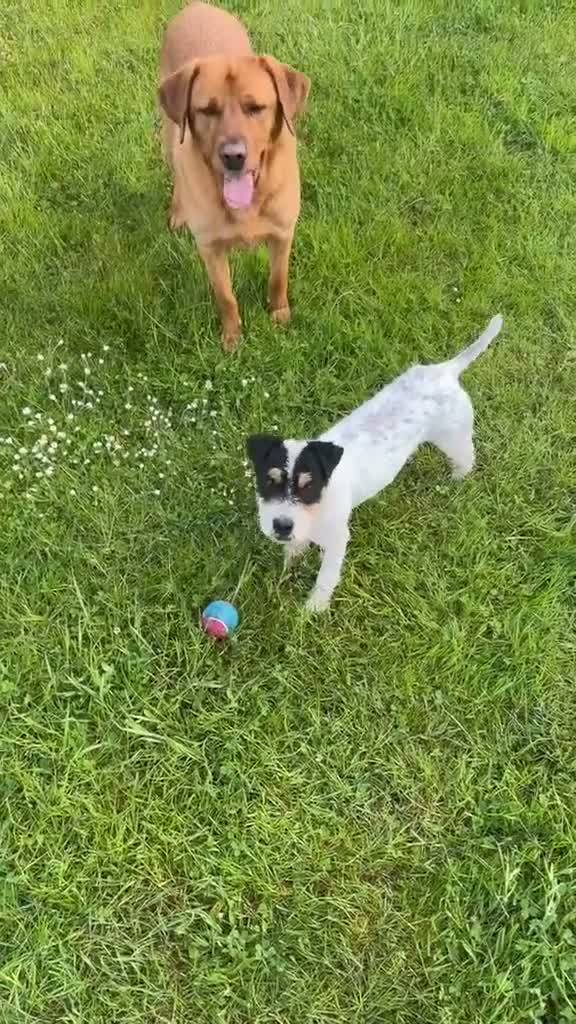 Jack Russell dogs for sale: Jack Russell Dog  - Video 3