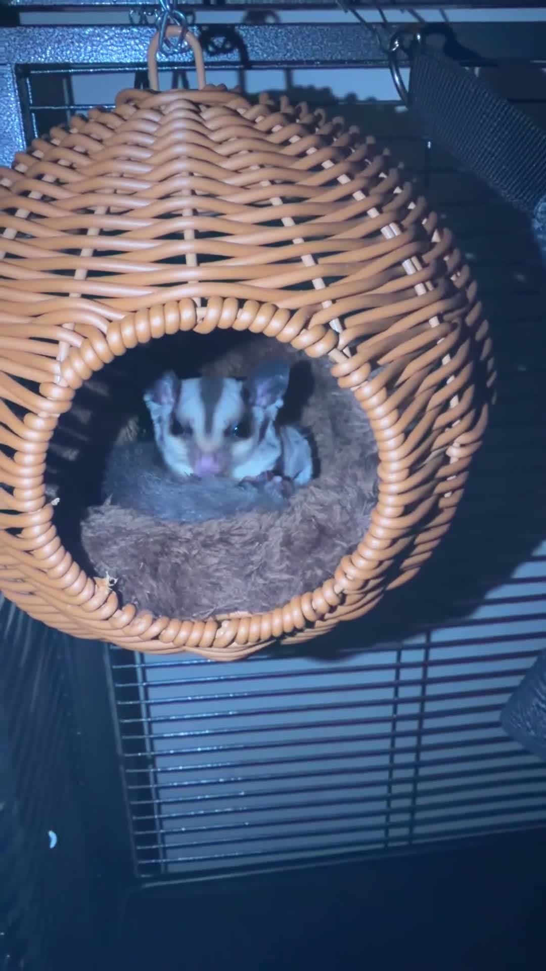 Sugar Glider rodents for sale: Male Sugar Glider - Video 1