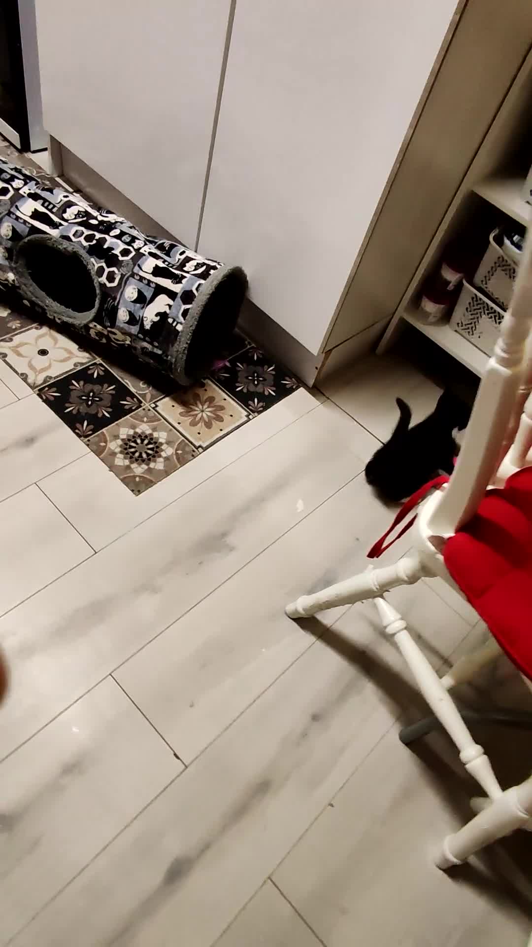 Mixed Breed cats for sale: Loving kittens are looking for a new home - Video 2