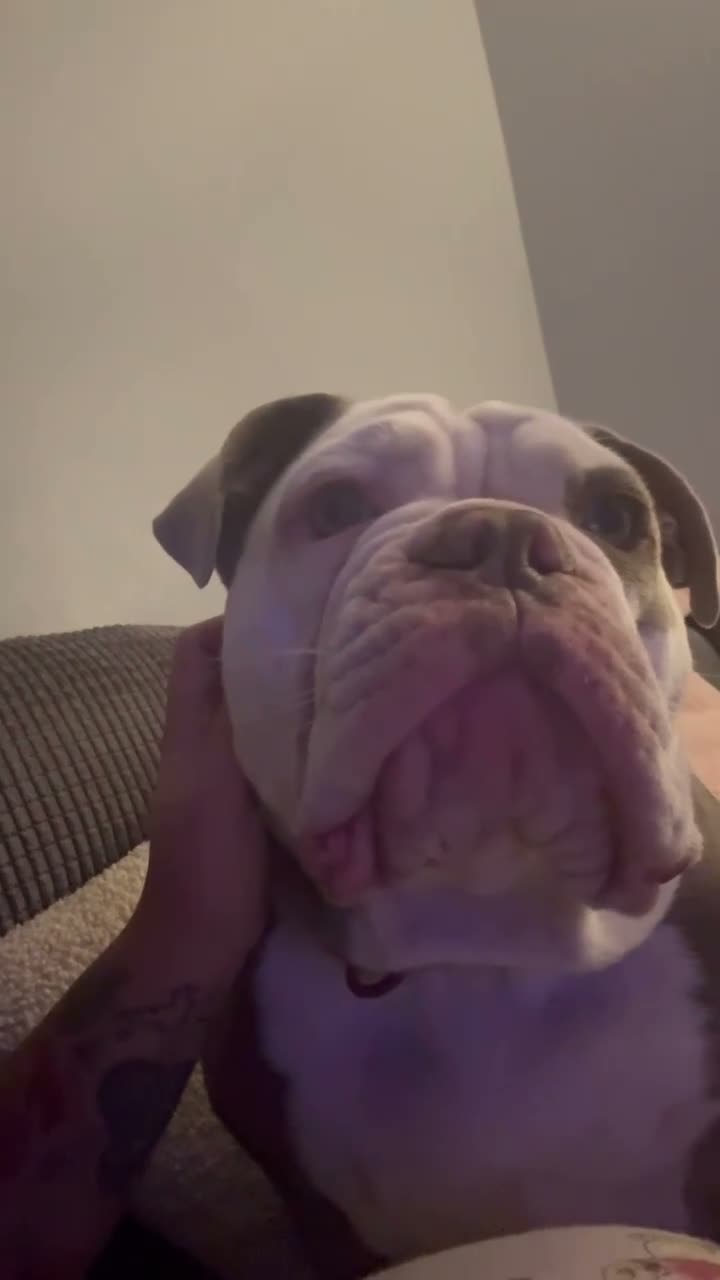 Olde English Bulldogge dogs for sale: 12m old English bulldog female  - Video 1
