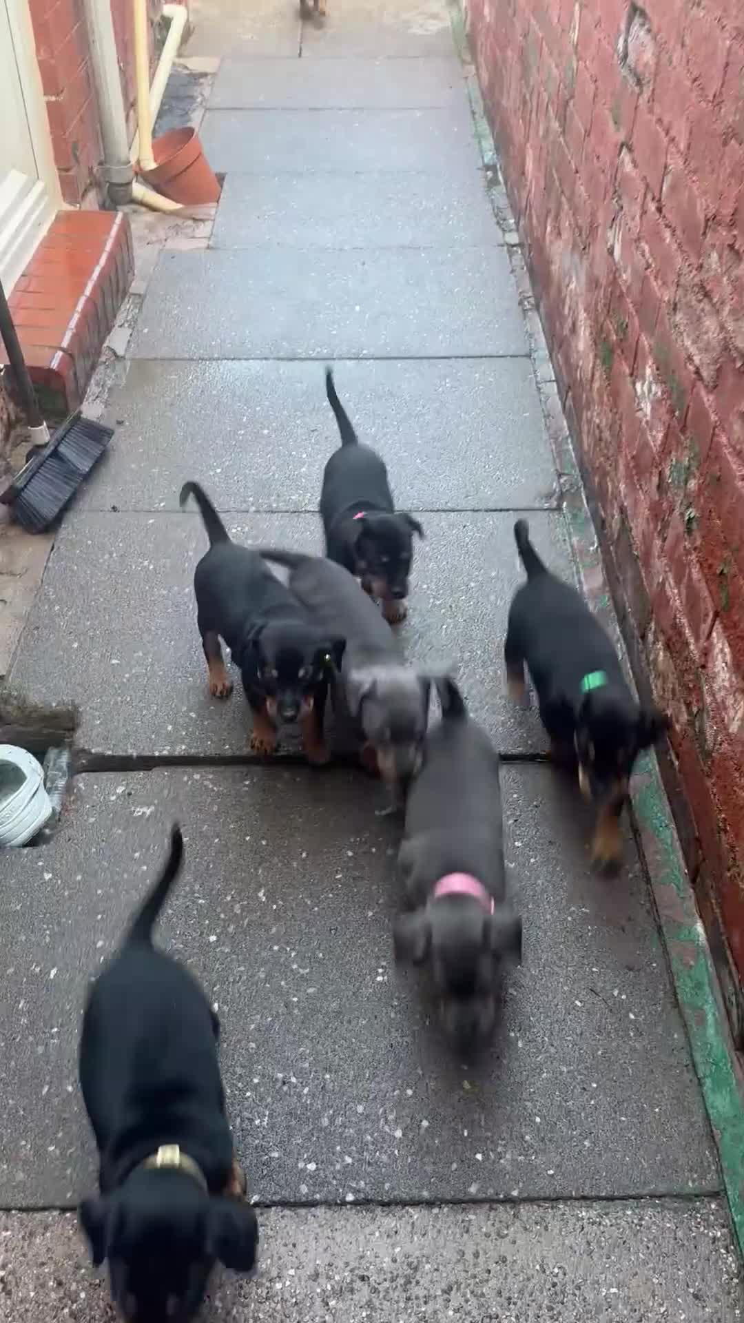 Mixed Breed dogs for sale: 10 Rottweiler cross Doberman pups - Video 1