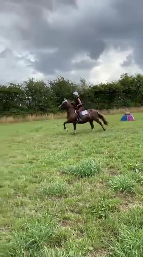 Welsh Section D horses for sale: 14.1 family pony super all rounder  - Video 2