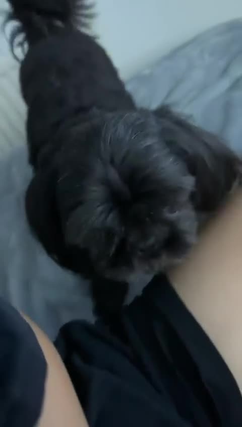 Shih Tzu dogs for sale: Shih Tzu 10 years old dog needing to be rehomed!!  - Video 1