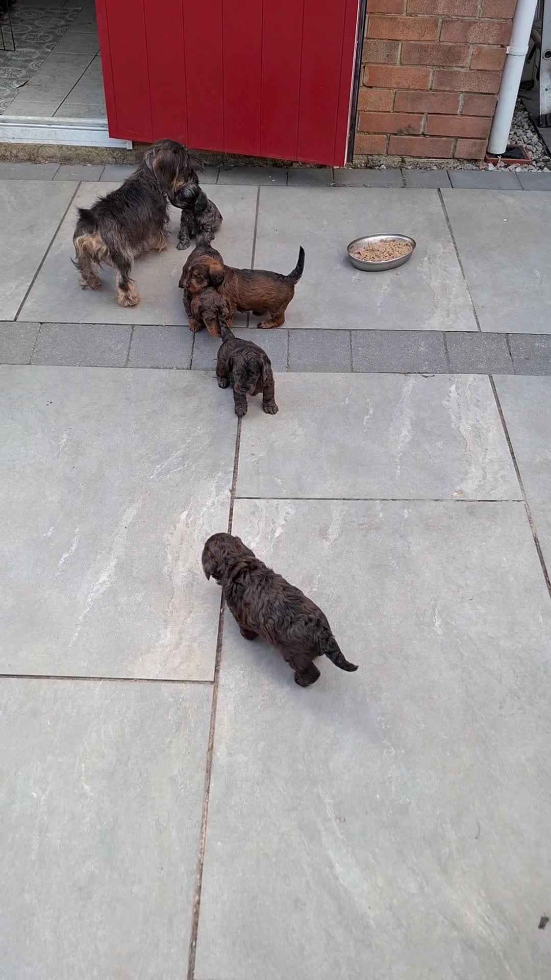 Doxiepoo dogs for sale: Mini-Wire Dachshund x Asian Toy Poodle puppies - Video 1