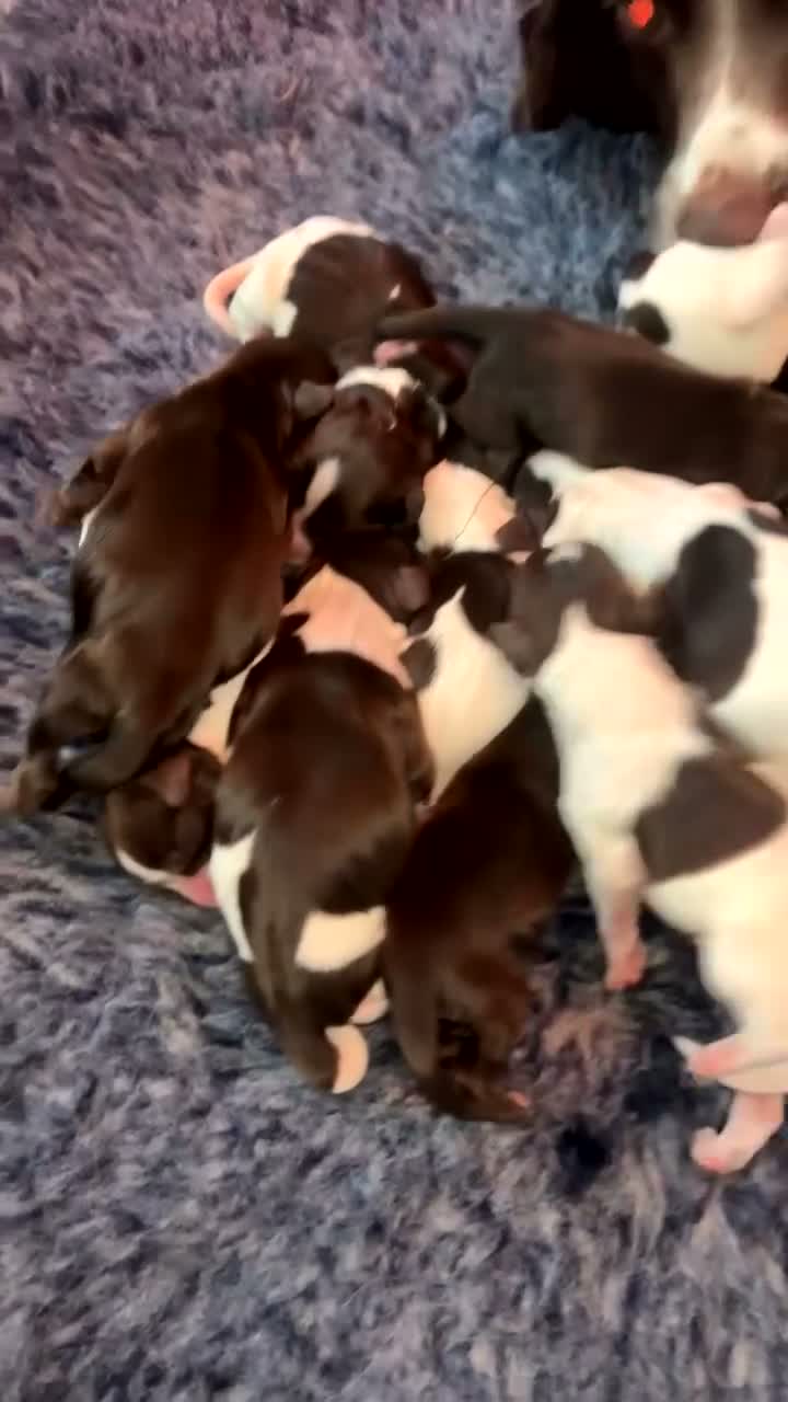 Sprocker dogs for sale: Sprocker spaniel puppies  - Video 4