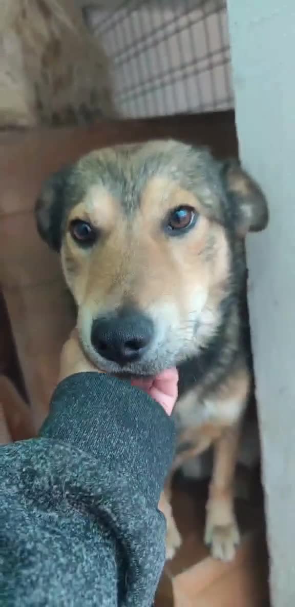 Mixed Breed dogs for adoption: 🐾 Meet Boaz. You’re going to love him 🤍🐾 - Video 2