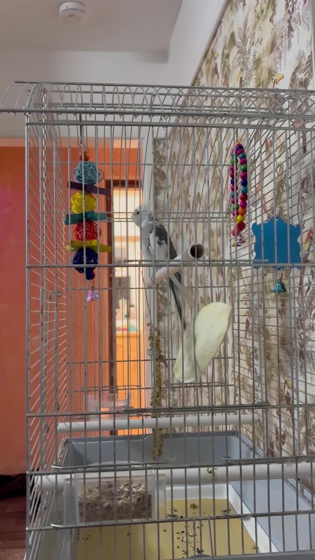 Cockatiels birds for sale: Cockatiel for sale  - Video 1