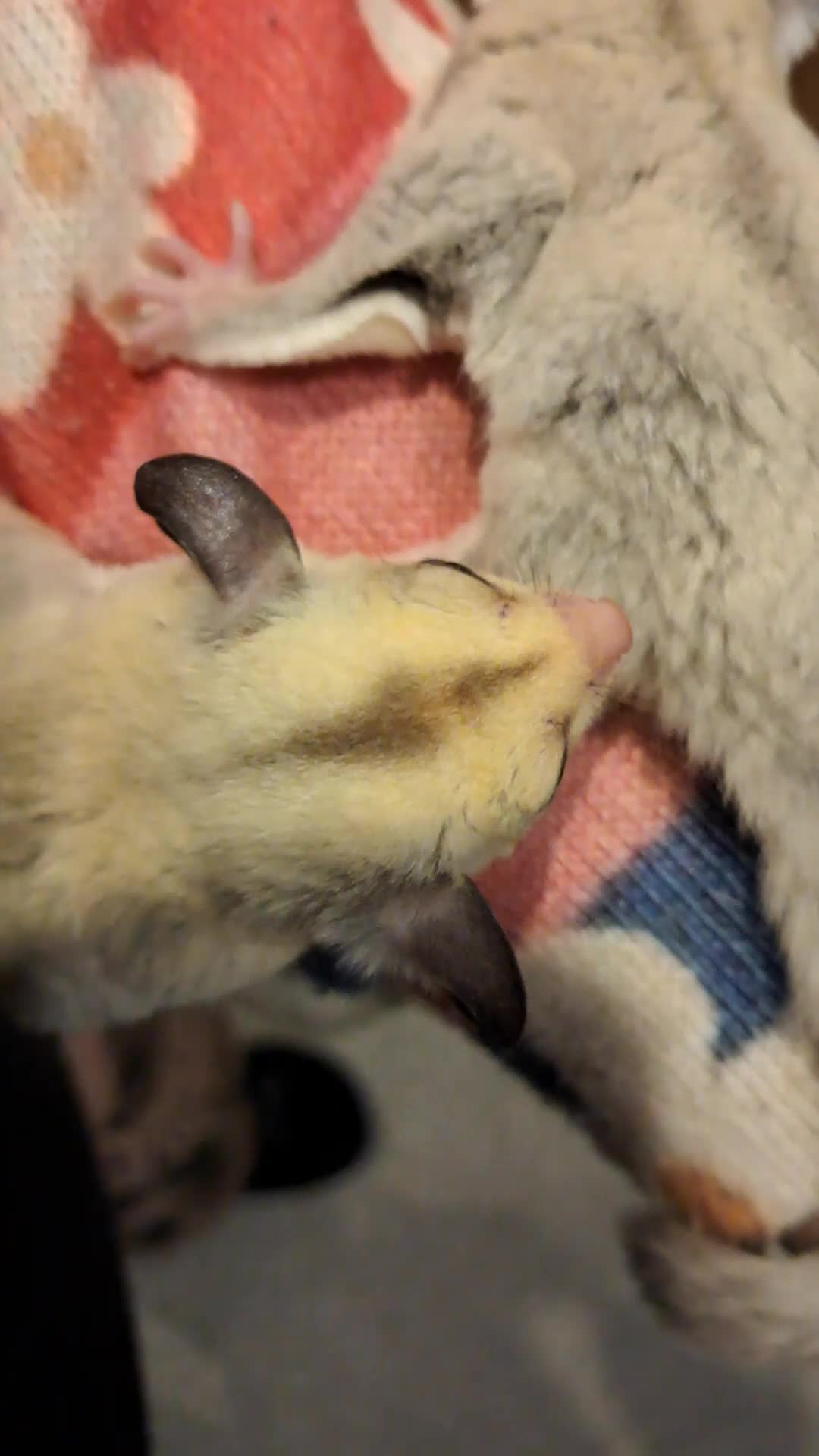 Sugar Glider rodents for sale: Female Platinum het Leucistic Sugar Glider Joeys - Video 1