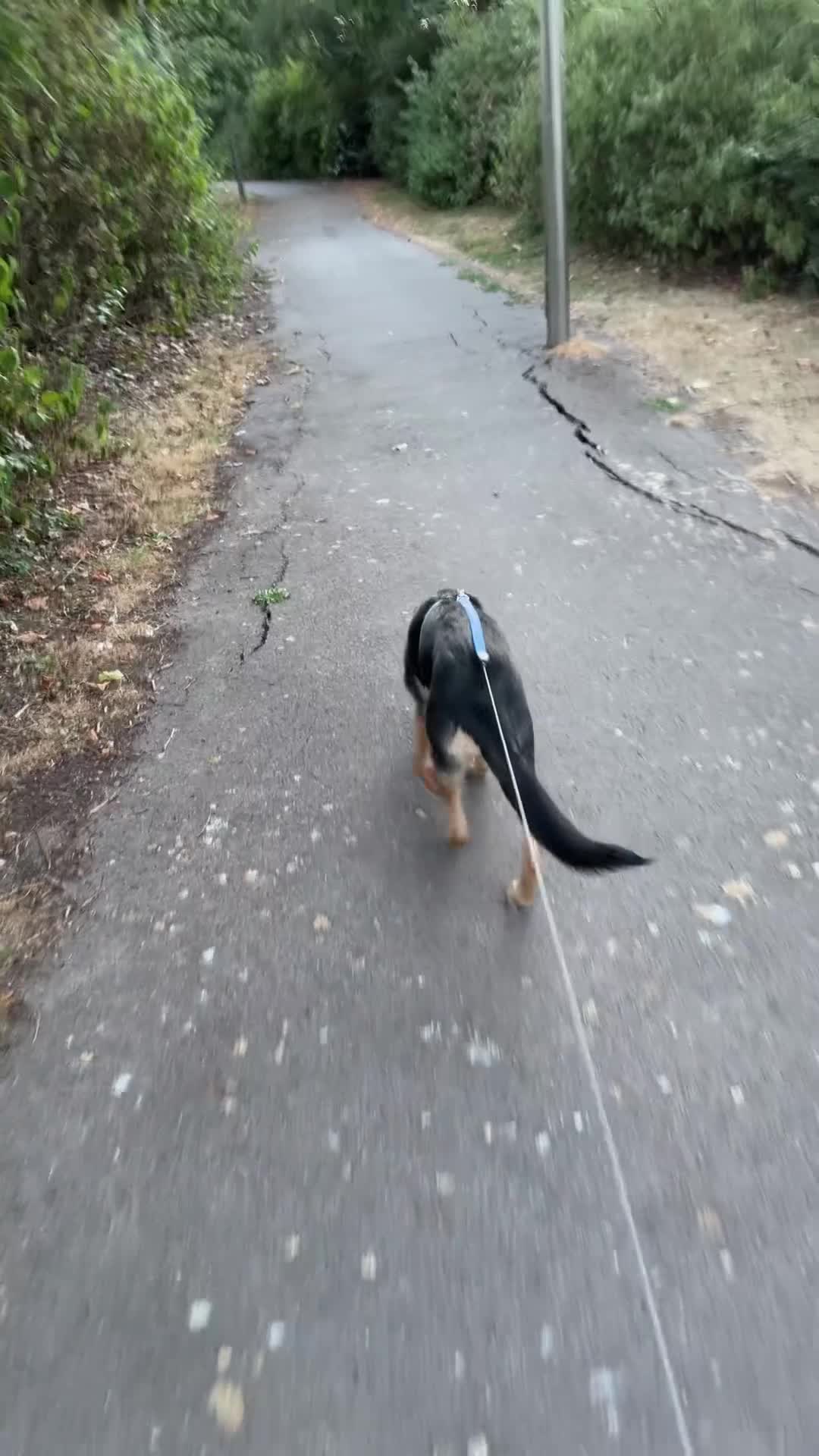 German Shepherd dogs for sale: Female Black and Tan bitch - Video 1